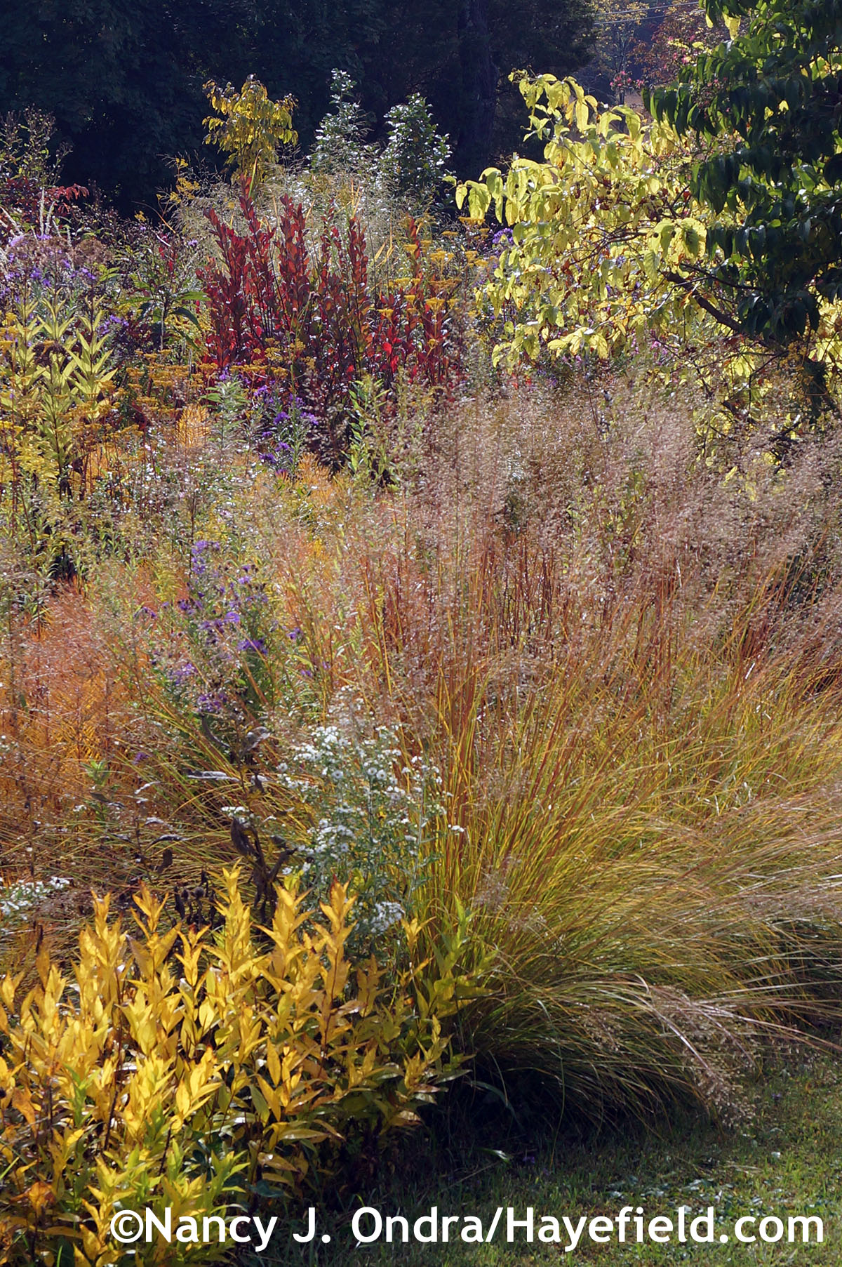 Amsonia rigida and Sporobolus heterolepis fall color at Hayefield.com