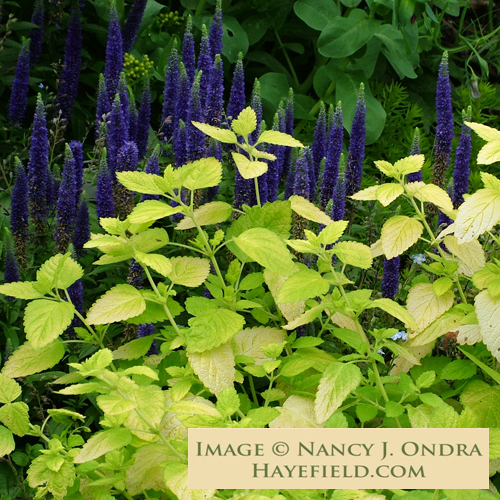 Melissa-officinalis-All-Gold-