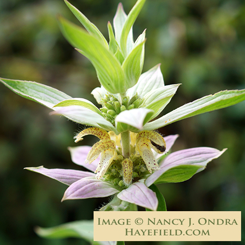 Monarda-punctata-Ondra-1.jpg