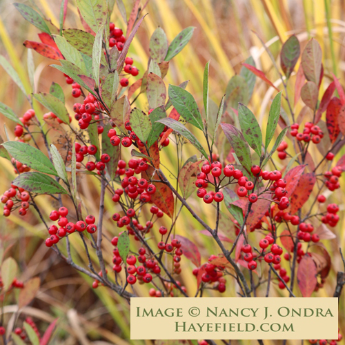 Aronia-arbutifolia-Ondra-7.jpg